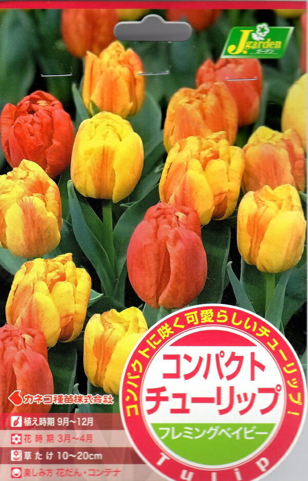 【花球根】コンパクトチューリップ フレミングベイビー 4球入 カネコ種苗の球根のサムネイル