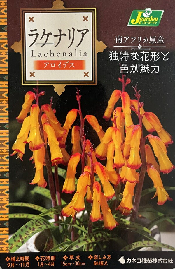 花球根 ラケナリア アロイデス 2球入 カネコ種苗の球根