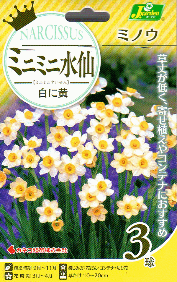 【花球根】ミニミニ水仙 ミノウ 3球入 カネコ種苗の球根のサムネイル