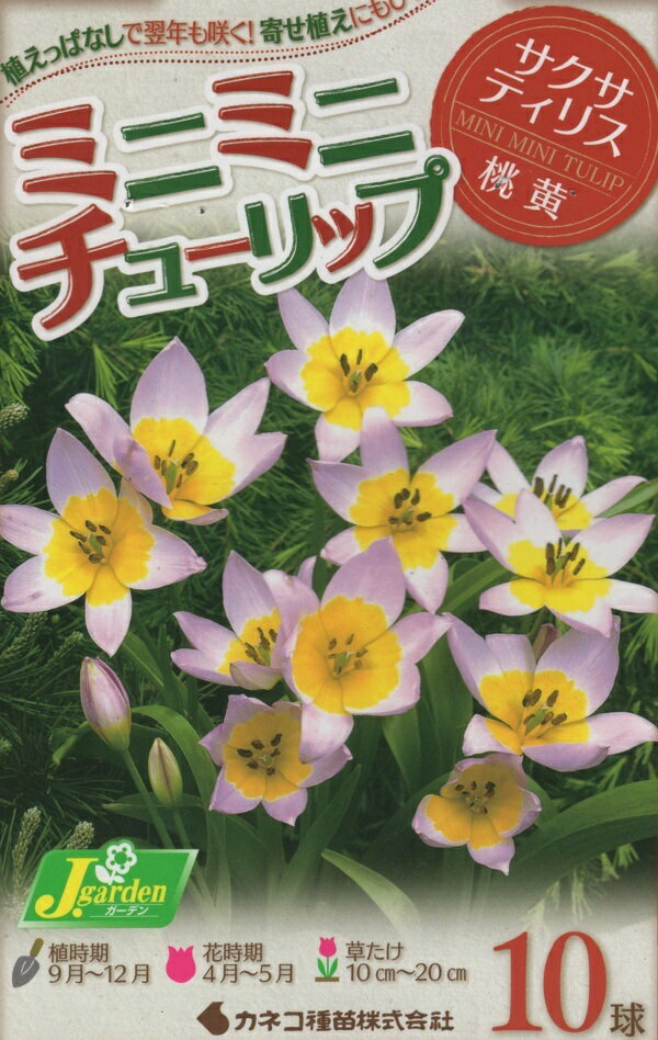 【花球根】ミニミニチューリップ サクサティリス 10球入 カネコ種苗の球根のサムネイル