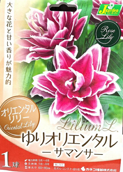 【花球根】オリエンタルリリー ゆりオリエンタル サマンサ 1球入 カネコ種苗の球根のサムネイル