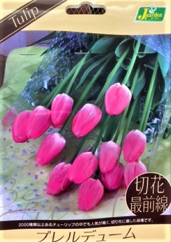 花球根 チューリップ 切花最前線 プレルデューム 6球入 カネコ種苗の球根