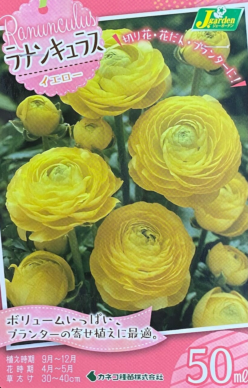 【花球根】ラナンキュラス イエロー 50ml入 カネコ種苗の球根のサムネイル