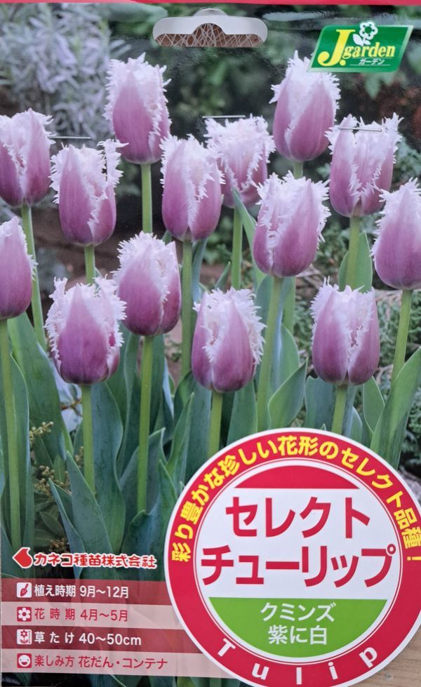 【花球根】セレクトチューリップ クミンズ 3球入 カネコ種苗の球根のサムネイル