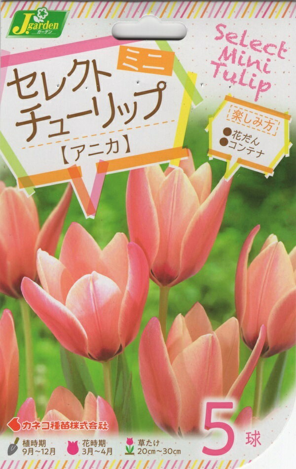 【花球根】セレクトミニチューリップ アニカ 5球入 カネコ種苗の球根のサムネイル