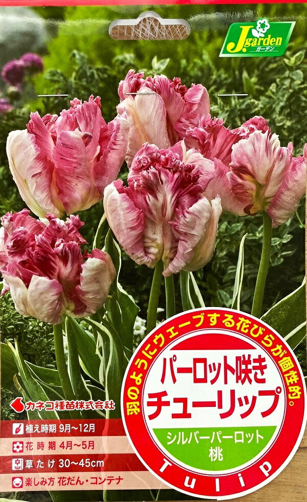 【花球根】パーロット咲き チューリップ シルバーパーロット 5球入 カネコ種苗の球根のサムネイル