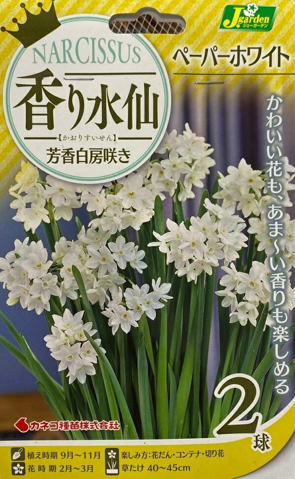 【花球根】香り水仙 芳香白房咲き ペーパーホワイト 2球入 カネコ種苗の球根のサムネイル