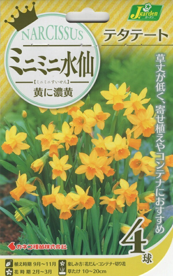 【花球根】ミニミニ水仙 テタテート 4球入 カネコ種苗の球根