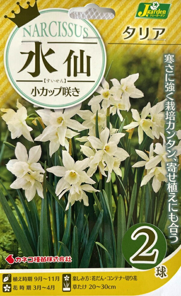 【花球根】水仙 小カップ咲き タリア 2球入 カネコ種苗の球根