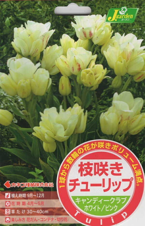 【花球根】枝咲きチューリップ キャンディークラブ ホワイト/ピンク 5球入 カネコ種苗の球根のサムネイル