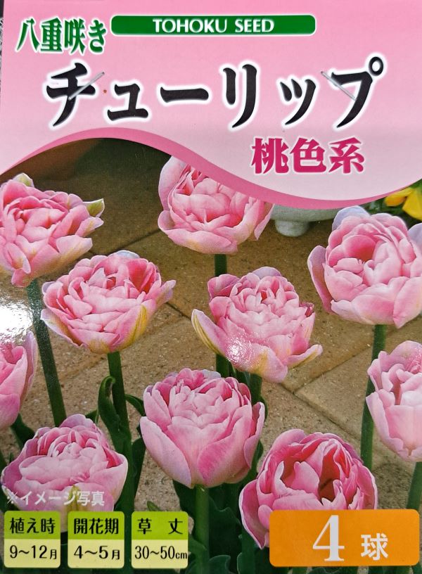 【花球根】八重咲き チューリップ 桃色系 フィノラ 4球入 トーホクの球根のサムネイル