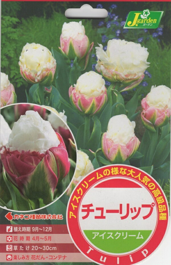 【花球根】チューリップ アイスクリーム 3球入 カネコ種苗の球根のサムネイル