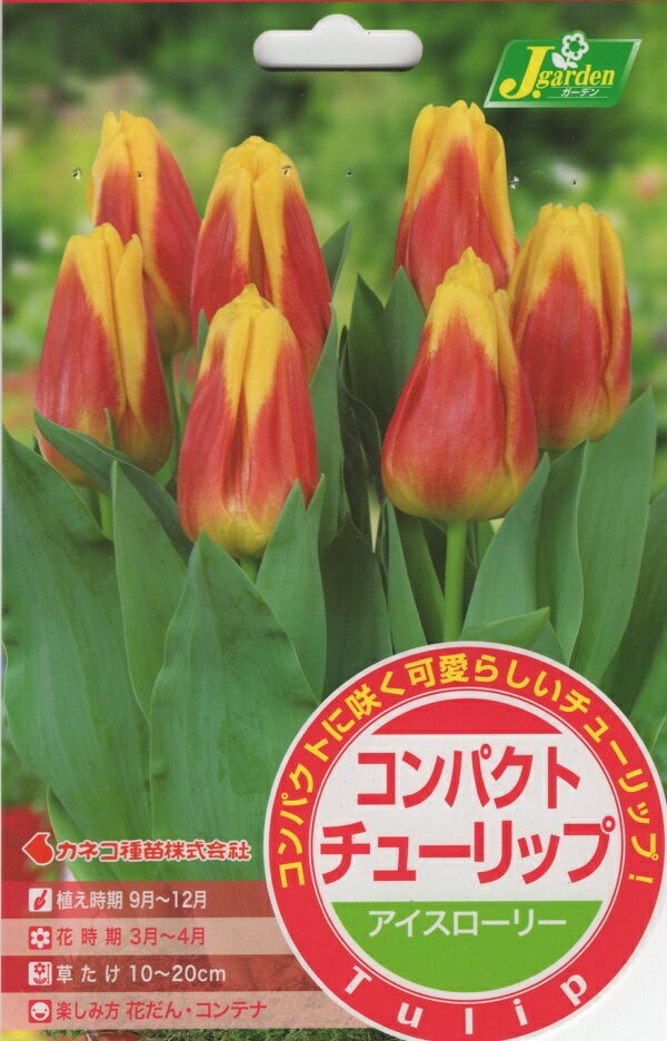 【花球根】コンパクトチューリップ アイスローリー 5球入 カネコ種苗の球根 その1