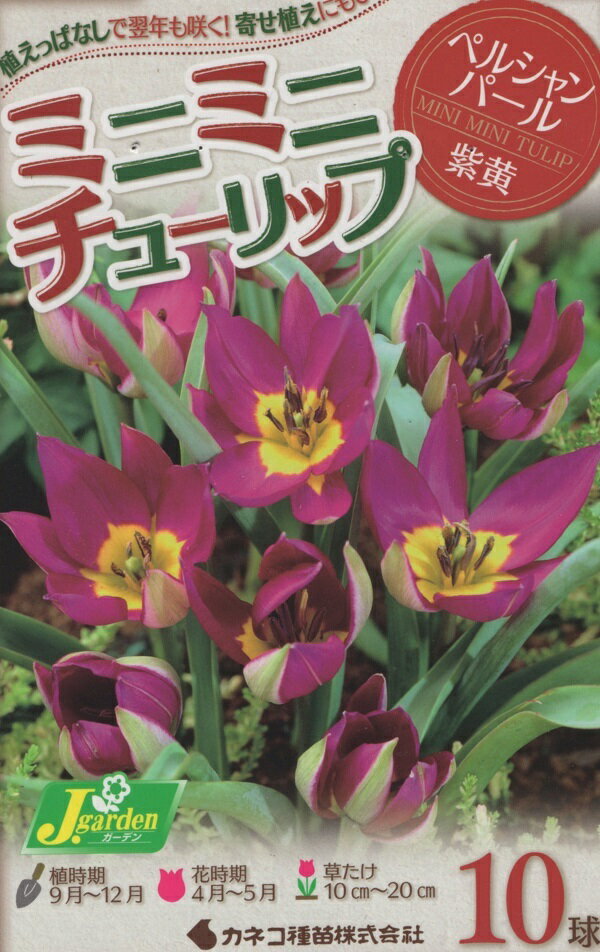 【花球根】ミニミニチューリップ ペルシャンパール 10球入 カネコ種苗の球根のサムネイル