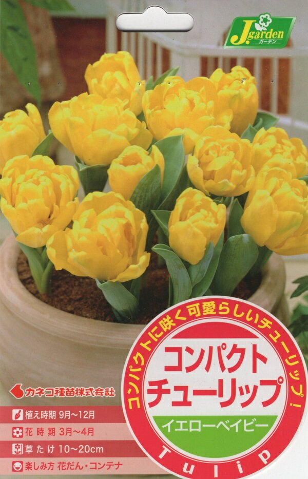 【花球根】コンパクトチューリップ イエローベイビー 5球入 カネコ種苗の球根のサムネイル