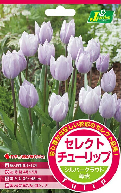 【花球根】セレクトチューリップ シルバークラウド 3球入 カネコ種苗の球根のサムネイル