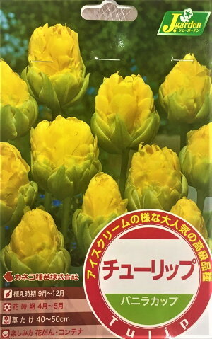【花球根】チューリップ バニラカップ 2球入 カネコ種苗の球根のサムネイル