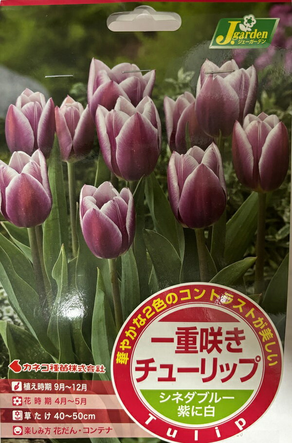 【花球根】一重咲き チューリップ（T）シネダブルー 4球入カネコ種苗の球根のサムネイル