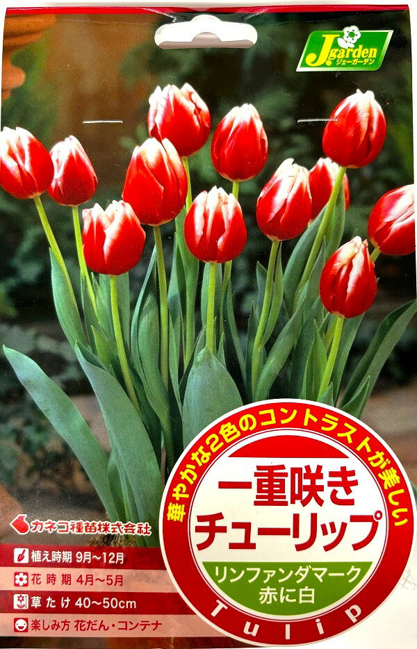 【花球根】一重咲き チューリップ（T） リンファンダマーク カネコ種苗の球根