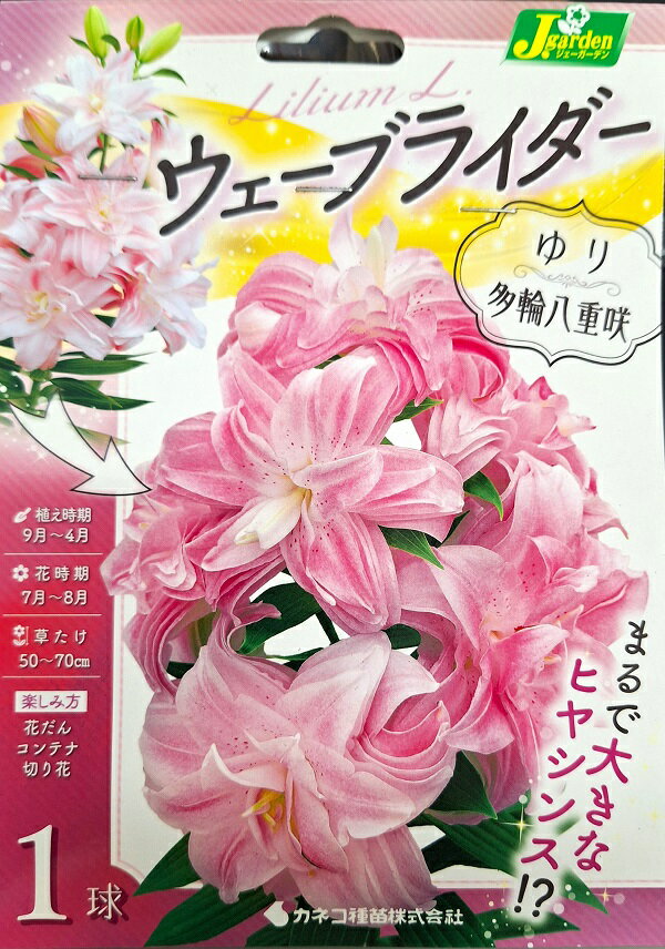 【花球根】ゆり ウェーブライダー 1球入 カネコ種苗の球根のサムネイル