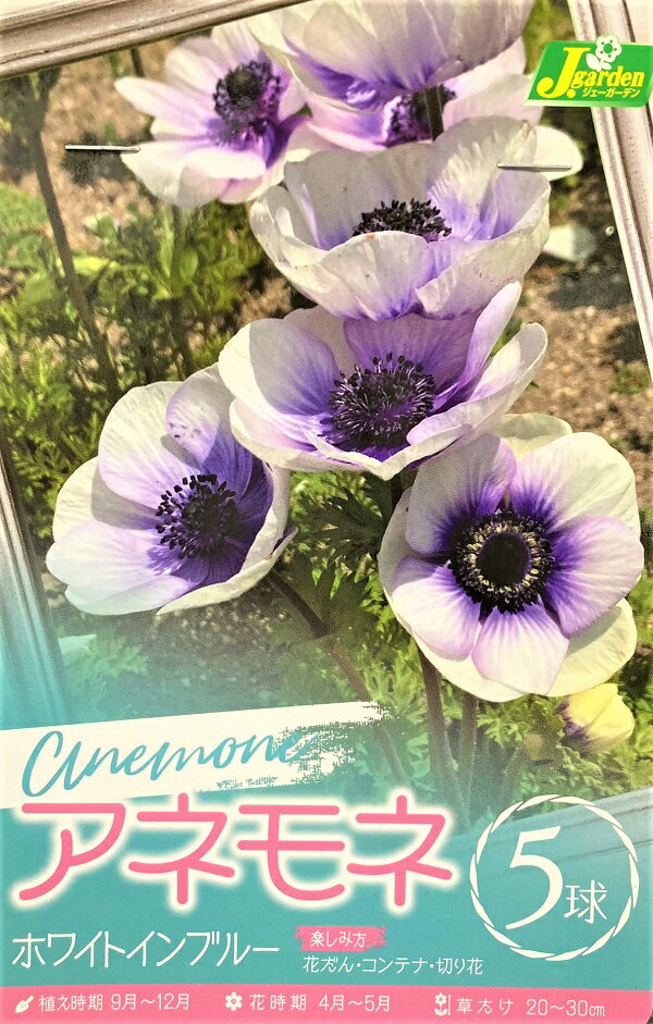 【花球根】アネモネ ホワイトインブルー 5球入 カネコ種苗の球根のサムネイル