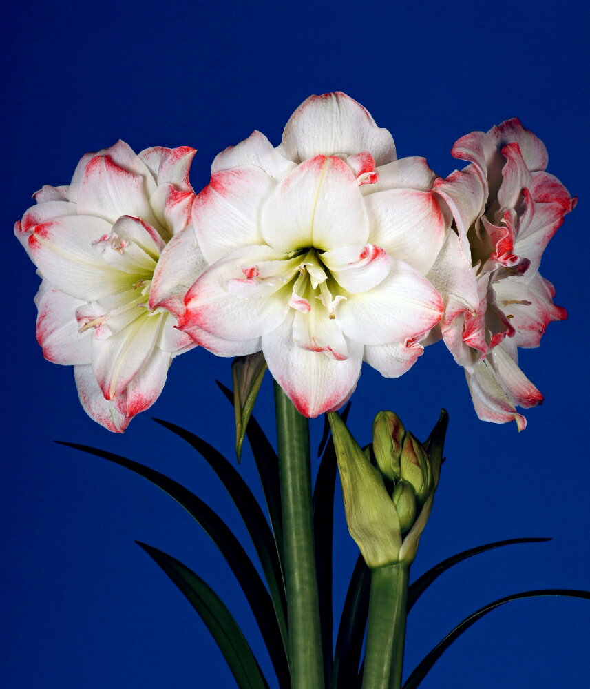 【花球根】プレミアムポット 八重咲きアマリリス アマデウスキャンディー 1球 福花園の球根