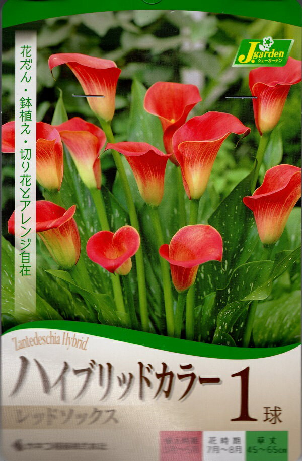 コメント： 育成がよく、豊富な花色が楽しいカラーです。 コンテナの寄せ植えに最適で、切り花でも楽しめます。 鉢植えにして窓辺を豪華に飾るなんていうのもいいですね。 科名： Zantedeschia サトイモ科ザンテデシア属 英名： calla lily 和名： 阿蘭陀海芋（オランダカイウ） 別名： リリー オブ ナイル 種類： 球根植物(多年草) 草丈： 約45〜65cm 花色： 赤 用途： 花壇、プランター、切り花 植付時期： 3月〜5月 開花時期： 7月〜8月 発芽適温： 発芽日数： 播種深さ： 開花までの日数： 花言葉： 「乙女のしとやかさ」「清浄」「壮大な美」「歓喜」「熱意」「凛とした美しさ」「夢のような恋」「熱血」「壮麗」「清純」 生産地： 内容量： 1球 育て方： 鉢植え：深さ2〜3cm、株間10〜15cm位 花壇：深さ7cm位、株間15〜20cm位 日当たりと水はけのよい場所を好みます。 直接雨に当たらないところのほうが栽培に適します。 多湿になると腐りやすくなるので注意しましょう。 庭植えのものは11月頃に葉が枯れてきたら掘り上げて乾かさないように軽く湿らせたおがくずや水ゴケにくるみ、凍らない場所で管理しましょう。 楽しみ方のポイント： 花の少ない時期に、素敵なコンテナの寄せ植え用として最適。 鉢植えで窓辺を豪華に演出 草丈や花時期、色合いを考え、花苗や球根との混植がおすすめ。 1ケ所に同職を5球位まとめて植えるとボリューム満点。 備考： ・この球根を食べたり、動物等に与えないで下さい。 ・輸送中に球根の傷みなどが発生する場合があったり、厚さの規定等の理由がありますので、球根は基本的にメール便での発送をお断りしております。 ・球根は商品到着後すぐに開封して風通しのよいところで保管してください。 ・植え付け後の栽培条件、天候などにより結果が異なります。商品の成長後や収穫物に対する補償はいたしかねます。 ・モニターの設定等により実物と色が違って見えることがあります。ご了承ください。 ・球根によっては薬剤処理加工している場合もございます。植え込み後は手を良く洗ってください。 &nbsp;カネコ種苗株式会社【花球根】ハイブリッドカラー レッドソックス 1球入 可愛い花姿は、コンテナの寄せ植えに最適！シックで美しい花色は切り花にも大活躍！