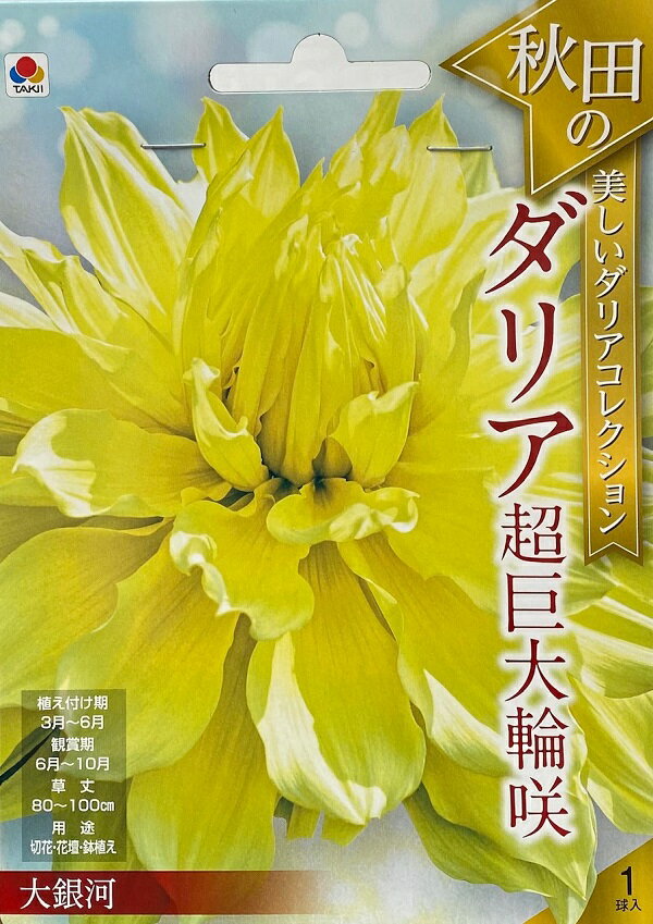 【花球根】秋田の美しいダリアコレクション ダリア超巨大輪咲 大銀河 1球入 タキイ種苗の球根