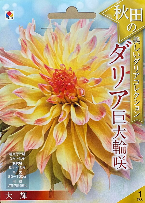 【花球根】秋田の美しいダリアコレクション ダリア巨大輪咲 大輝 1球入 タキイ種苗の球根