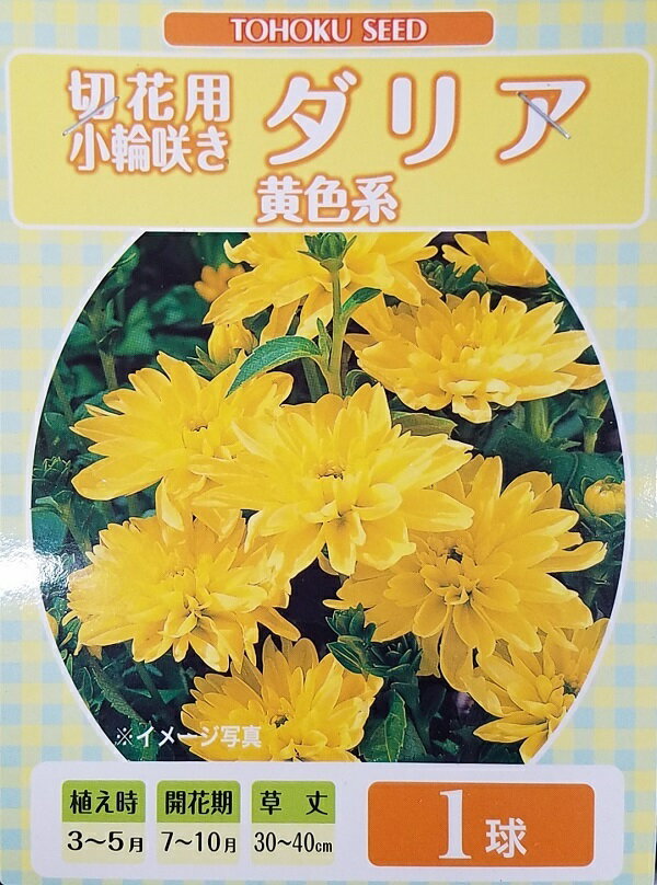 【花球根】切花用 小輪咲き ダリア 黄色系 1球入 トーホクの球根