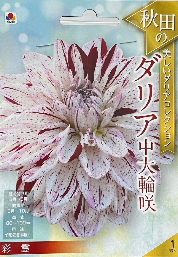 【花球根】秋田の美しいダリアコレクション ダリア中大輪咲 彩雲 1球入 タキイ種苗の球根