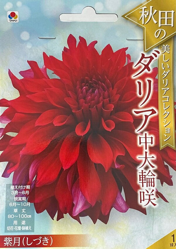 【花球根】秋田の美しいダリアコレクション ダリア中大輪咲 紫月(しづき) 1球入 タキイ種苗の球根