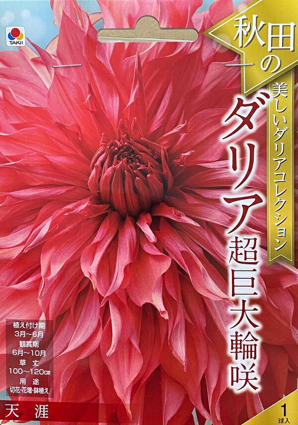 【花球根】秋田の美しいダリアコレクション ダリア超巨大輪咲 天涯 1球入 タキイ種苗の球根