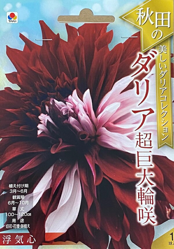 【花球根】秋田の美しいダリアコレクション ダリア超巨大輪咲 浮気心 1球入 タキイ種苗の球根