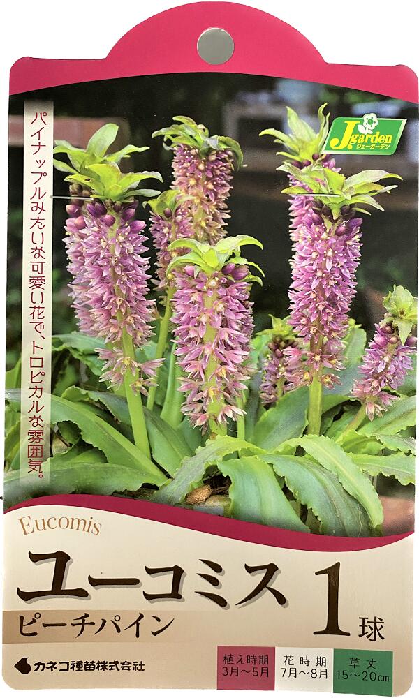 【花球根】ユーコミス（パイナップルリリー）ピーチパイン 1球入 カネコ種苗の球根のサムネイル