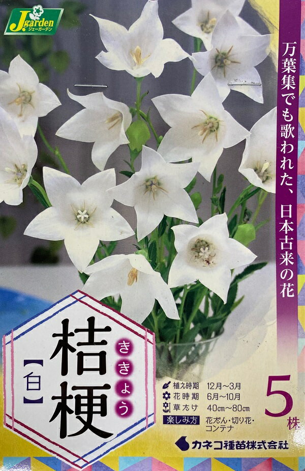 【花球根】桔梗(ききょう) 白 5株入 カネコ種苗の球根