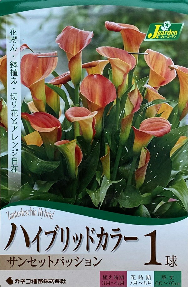 【花球根】ハイブリッドカラー サンセットパッション 1球入 カネコ種苗の球根