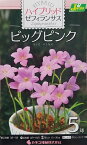 【花球根】ハイブリット ゼフィランサス ビッグピンク 5球入 カネコ種苗の球根