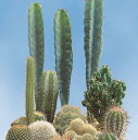 【種子】Suttons Seeds Cactus 'Prickly Characters' カクタス 'プリックリィ・キャラクターズ' サットンズシード