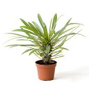 Pachypodium Lamerei (Madagascar Palm Seed) パキポディウム・ラメレイ (マダガスカル・パーム）のタネ