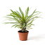 ڼҡPachypodium Lamerei (Madagascar Palm Seed) ѥݥǥࡦ쥤 (ޥ롦ѡˤΥ