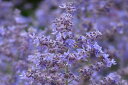 【種子】Muller Collection Perovskia atriplicifolia Bluesette seedsペロブスキア・アトリプリシフォリア(ロシアンセージ) ブルーゼットのタネ