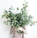 【種子】Urban CollectionSilver Plate Eucalyptus Seeds シルバー プレート ユーカリプタスのタネ