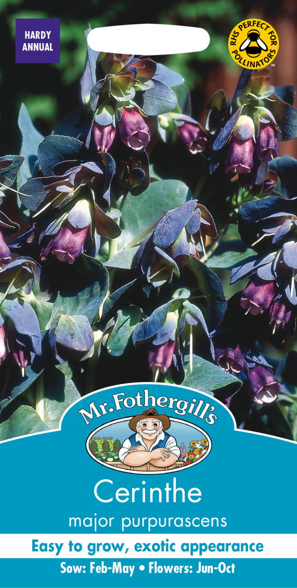 Mr.Fothergill's Seeds Cerinthe major purpurascens セリンセ・メジャー・プルプラセンス ミスター・フォザーギルズシード