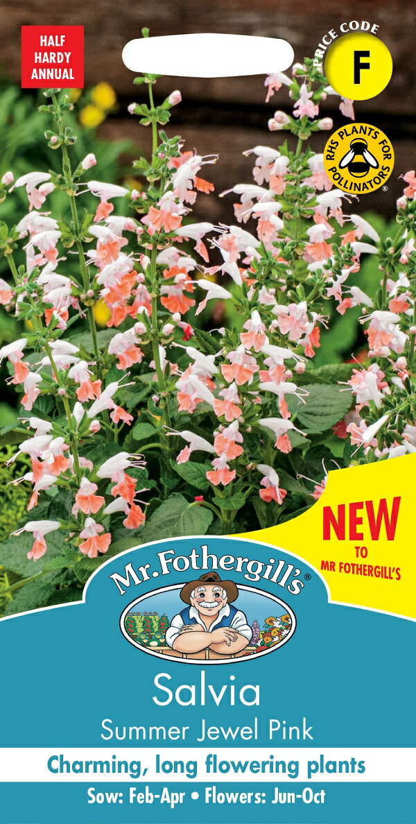 Mr.Fothergill's Seeds Salvia Summer Jewel Pink サルビア サマージュエル ピンク ミスター・フォザーギルズシード