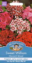 Mr.Fothergill's Seeds Sweet William Monarch Mixed スイート・ウイリアム（なでしこ）・モナーク・ミックス ミスター・フォザーギルズシード