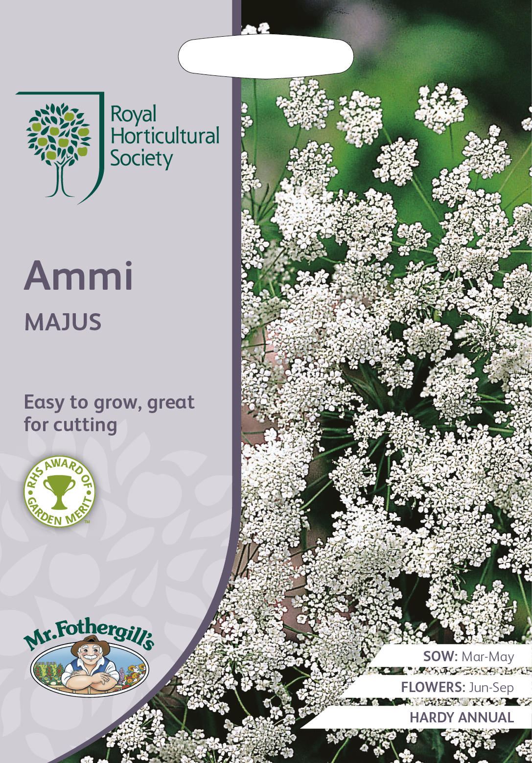 Mr.Fothergill's Seeds Royal Horticultural Society Ammi MAJUS アミ マジャス（レースフラワー）ミスター・フォザーギルズシード