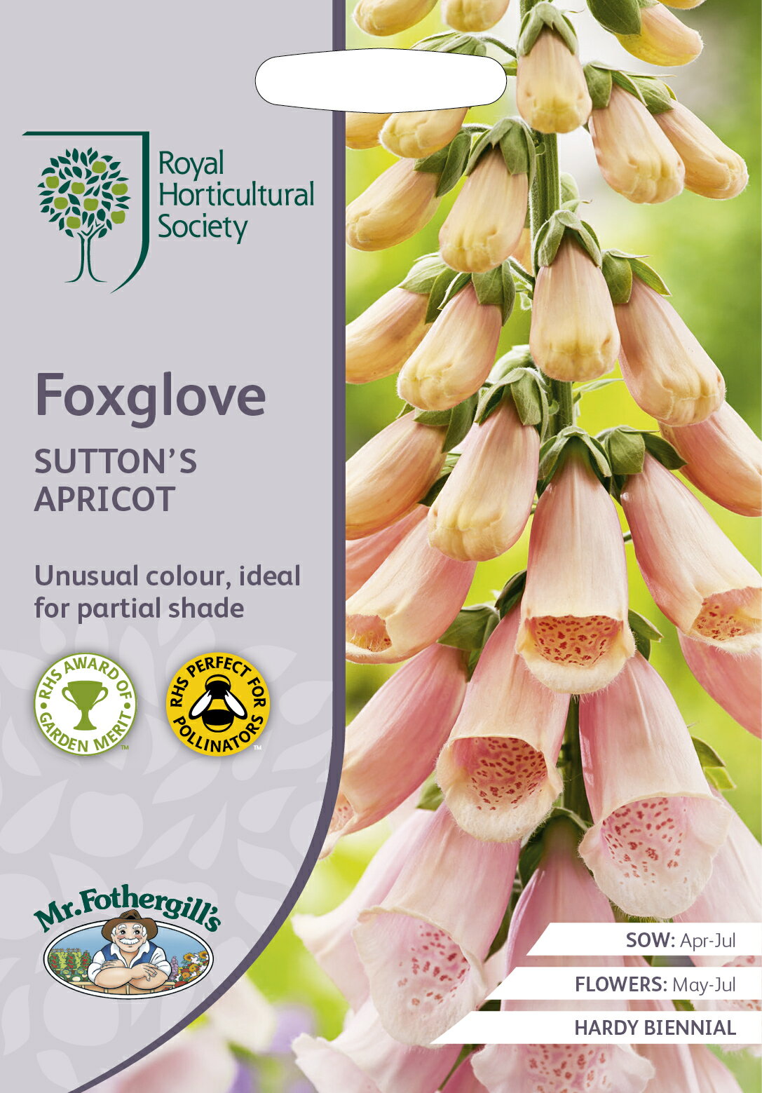 【種子】Mr.Fothergill 039 s Seeds Royal Horticultural Society Foxglove SUTTON 039 S APRICOT RHS フォックスグローブ サットンズ アプリコット ミスター フォザーギルズシード