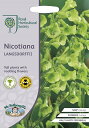 【種子】Mr.Fothergill s Seeds Royal Horticultural Society Nicotiana langsdorffii RHS ニコチアナ ハナタバコ ラングスドリフ ミスター・フォザーギルズシード