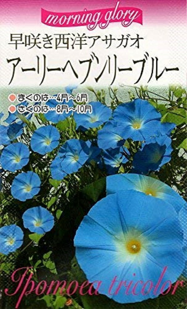 早咲き西洋アサガオ アーリーヘブンリーブルー 福花園種苗のタネ